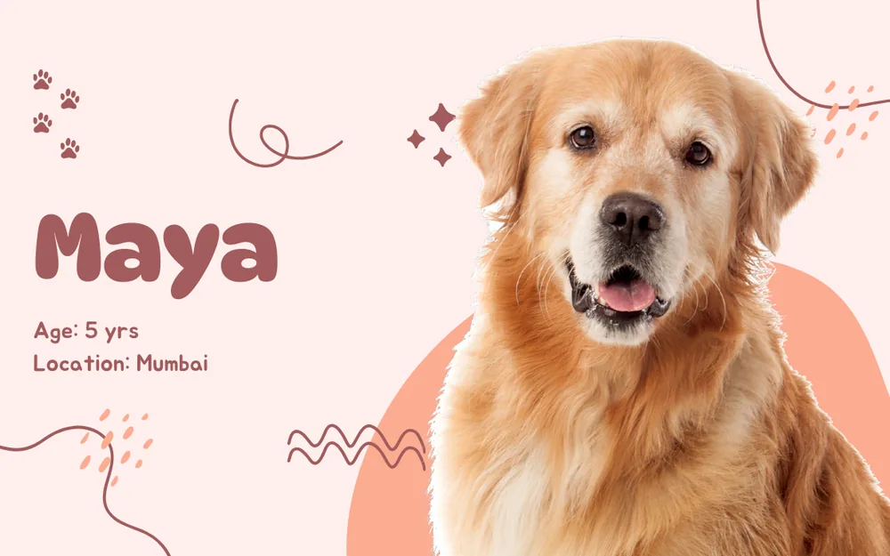 Therapy-animal profile card for Maya, a five-year-old golden retriever in Mumbai