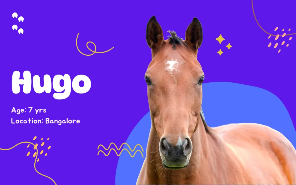 Therapy-animal profile card for Hugo, a seven-year-old horse in Bangalore