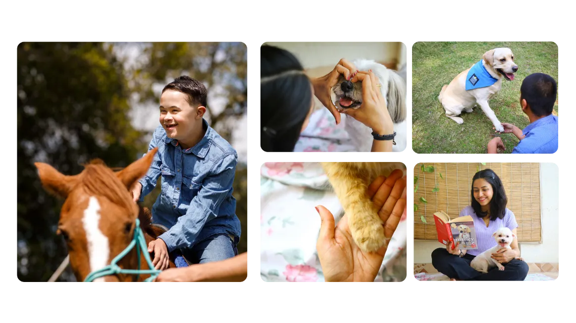Photography grid from the site — therapy sessions with dogs, horses and handlers