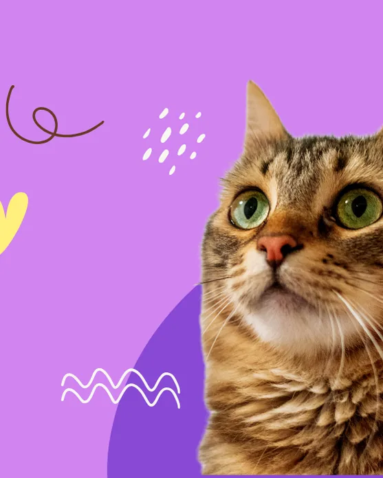 Animal Angels Foundation website
